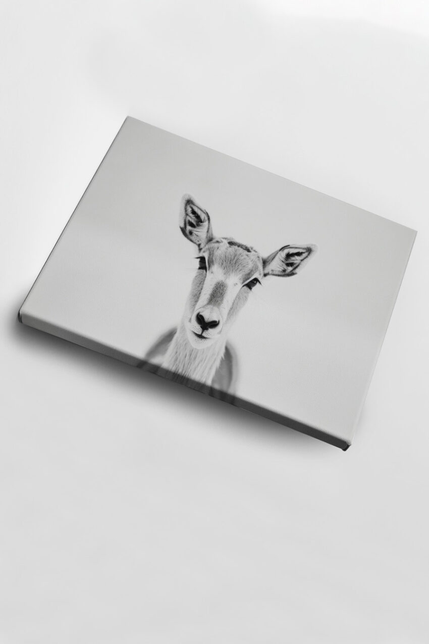 Schwarzweiß Poster mit einer stilvollen Antilope frontal vor weißem Hintergrund als minimalistisches Tierportrait