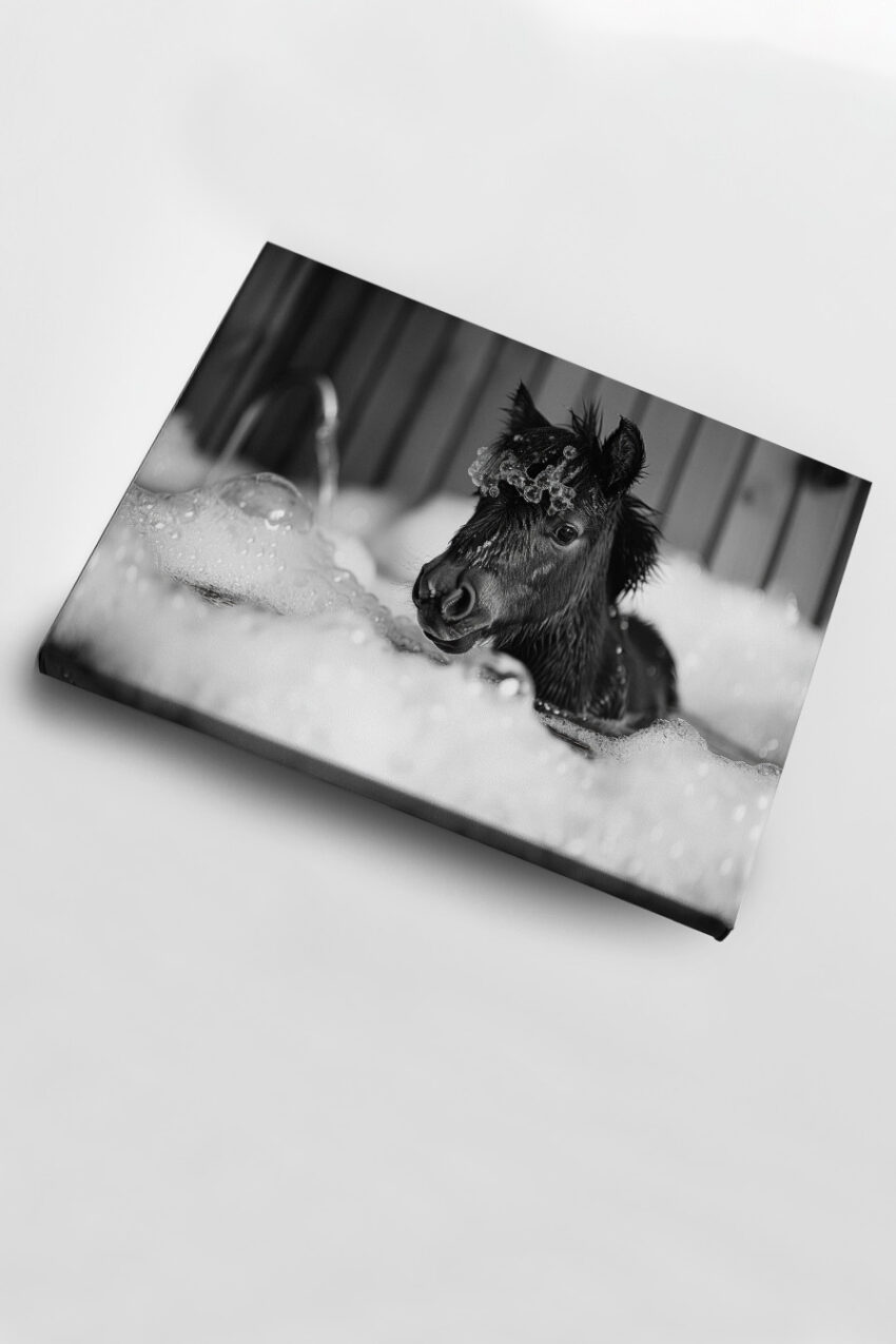 Fotografie Poster Fohlen Badewanne schwarz-weiß