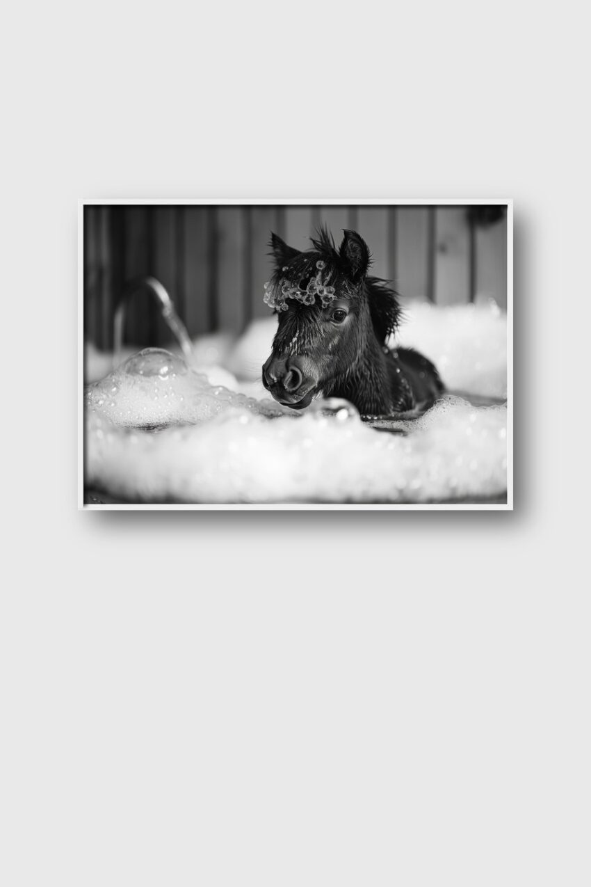 Fotografie Poster Fohlen Badewanne schwarz-weiß
