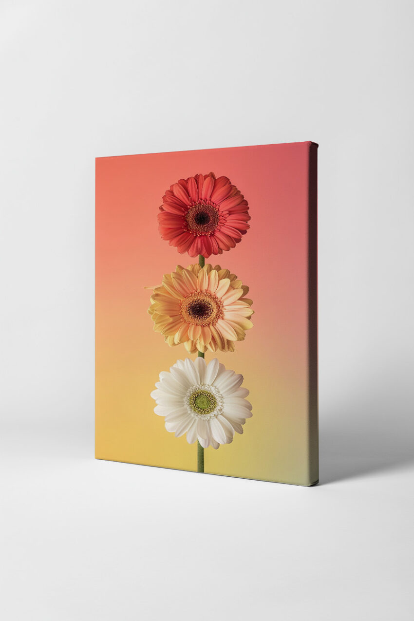 Fotografie Poster Gerbera Blumen Trio bunt