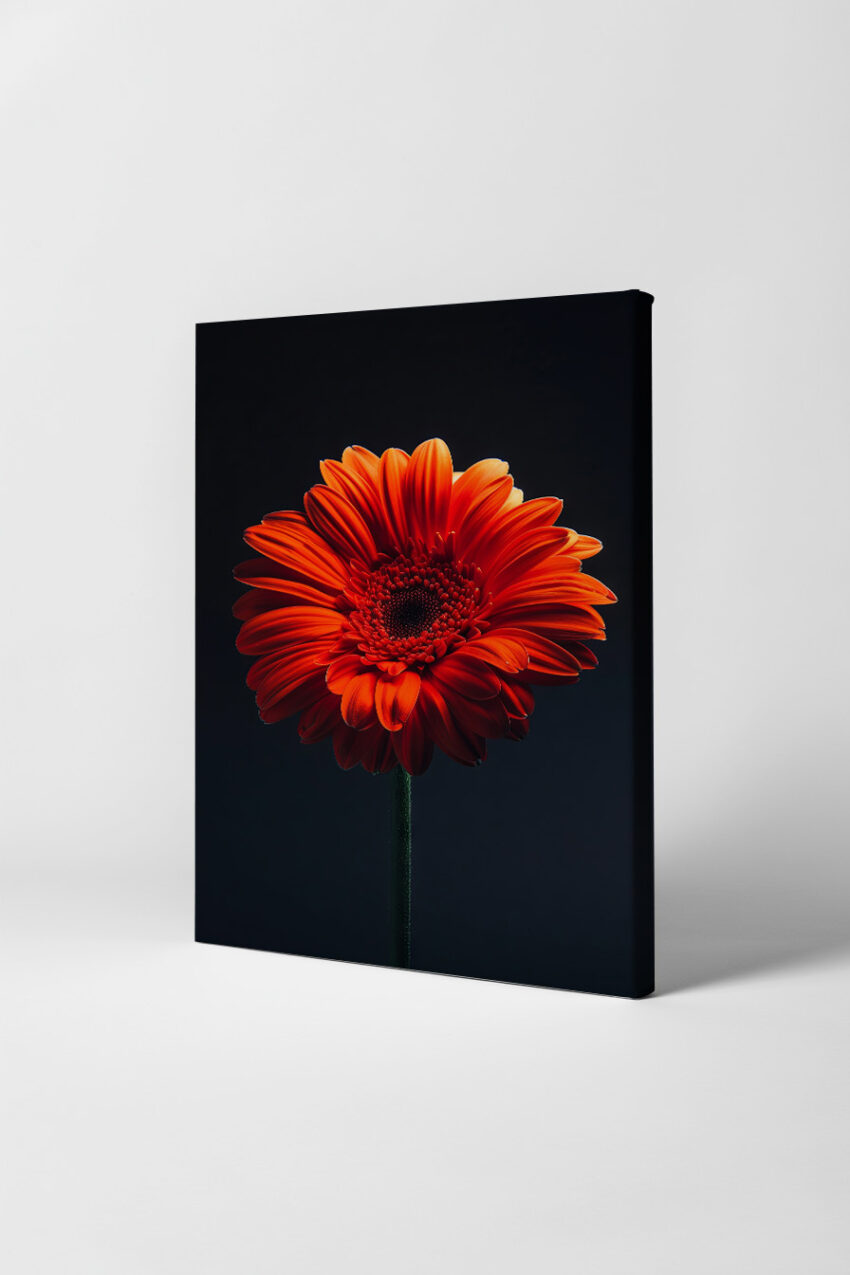 Fotografie Poster Gerbera orange Nahaufnahme dunkel