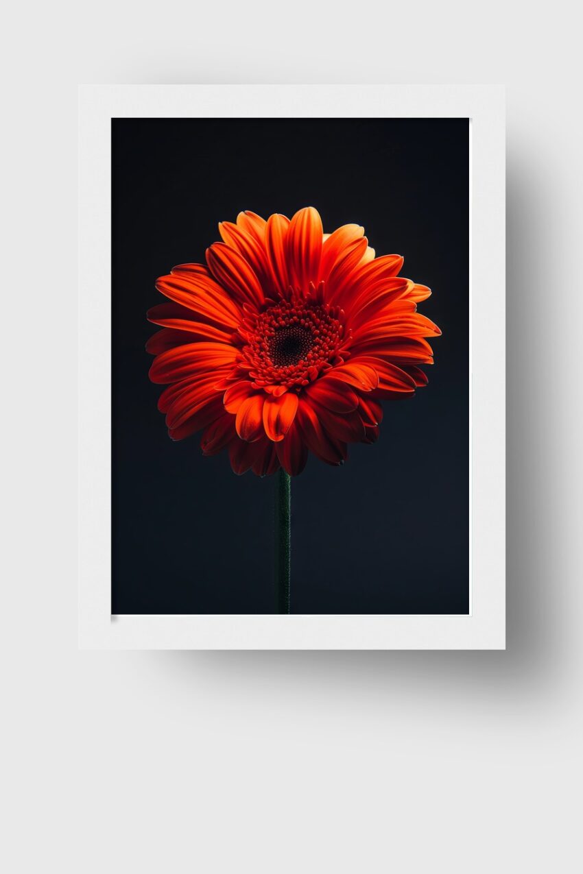 Fotografie Poster Gerbera orange Nahaufnahme dunkel