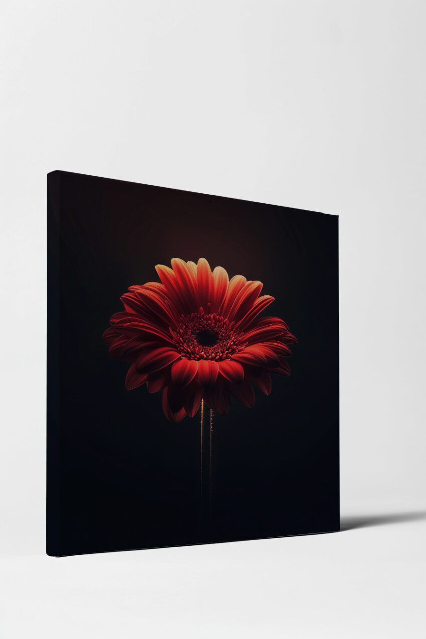 Fotografie Poster Gerbera rot Nahaufnahme dunkel