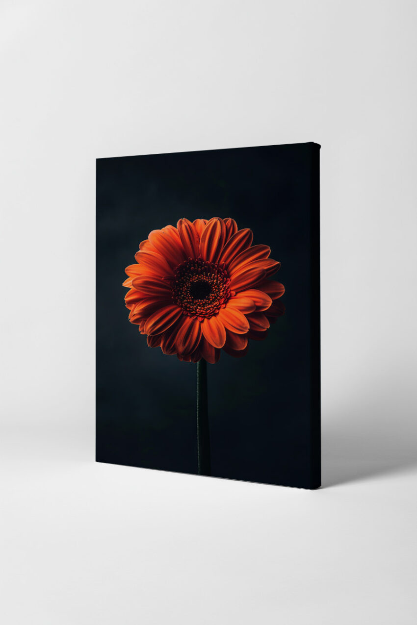 Fotografie Poster Gerbera orange Einzelblüte dunkel