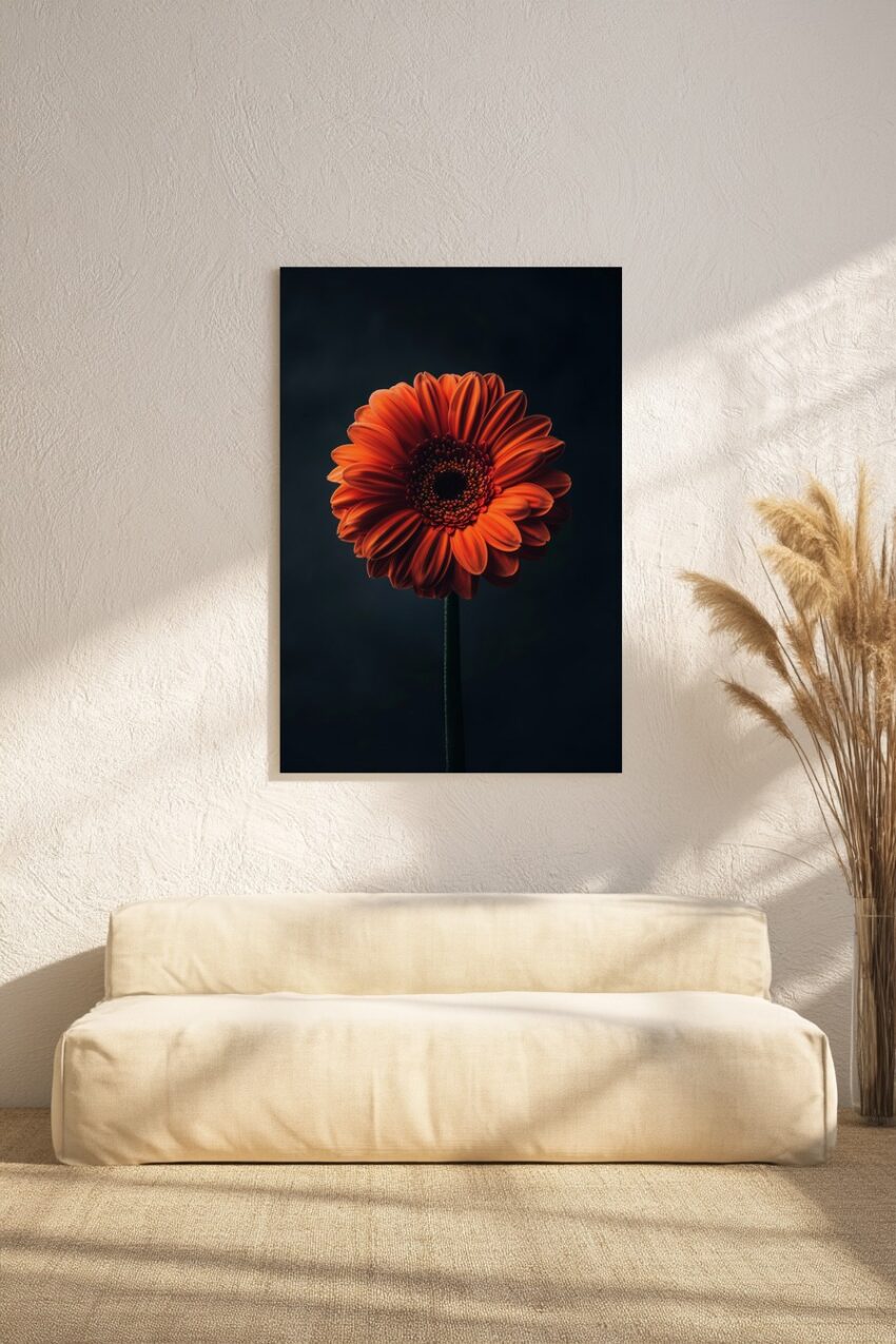 Fotografie Poster Gerbera orange Einzelblüte dunkel