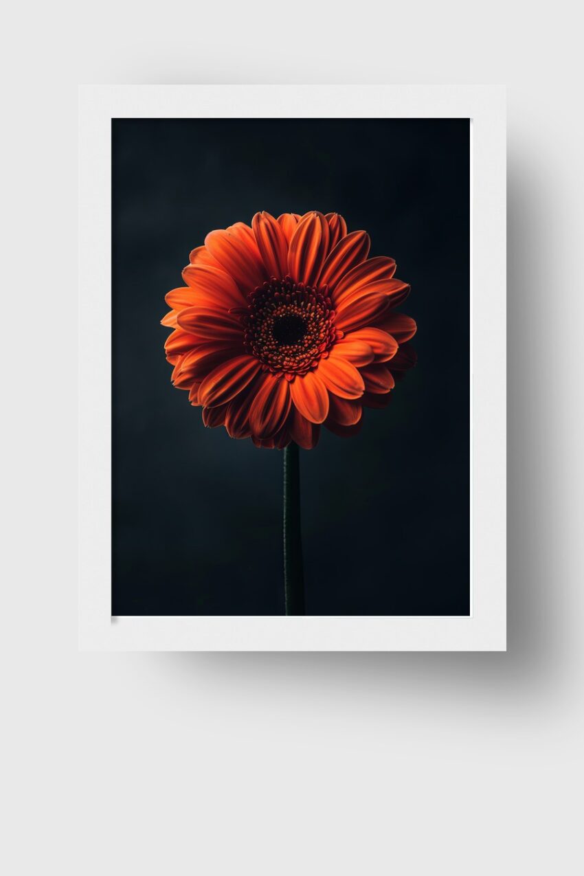 Fotografie Poster Gerbera orange Einzelblüte dunkel