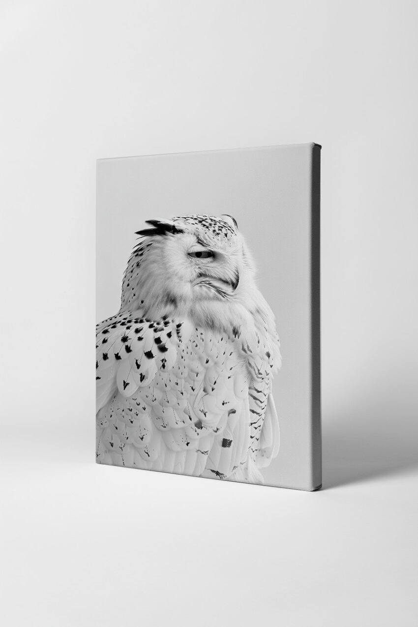 Fotografie Poster Schnee-Eule schwarz-weiß Nahaufnahme