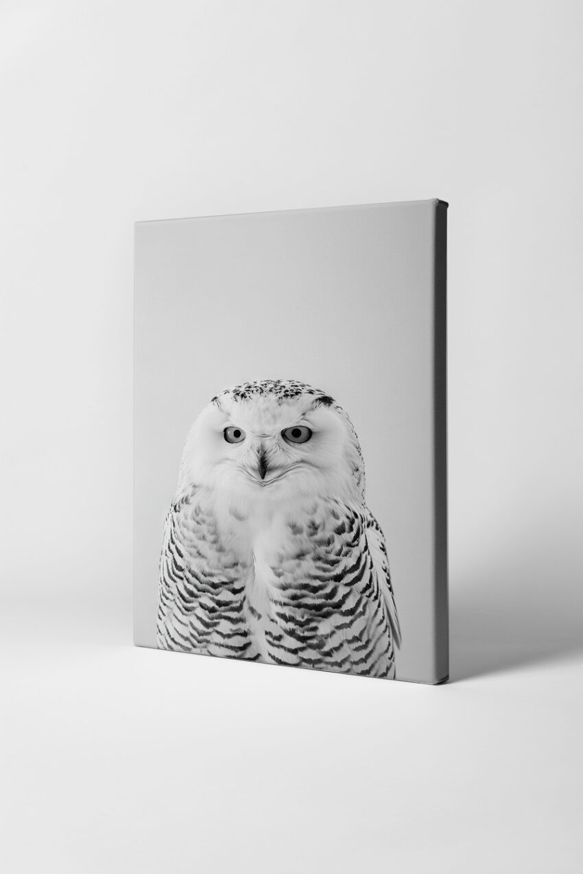 Fotografie Poster Schnee-Eule Porträt schwarz-weiß