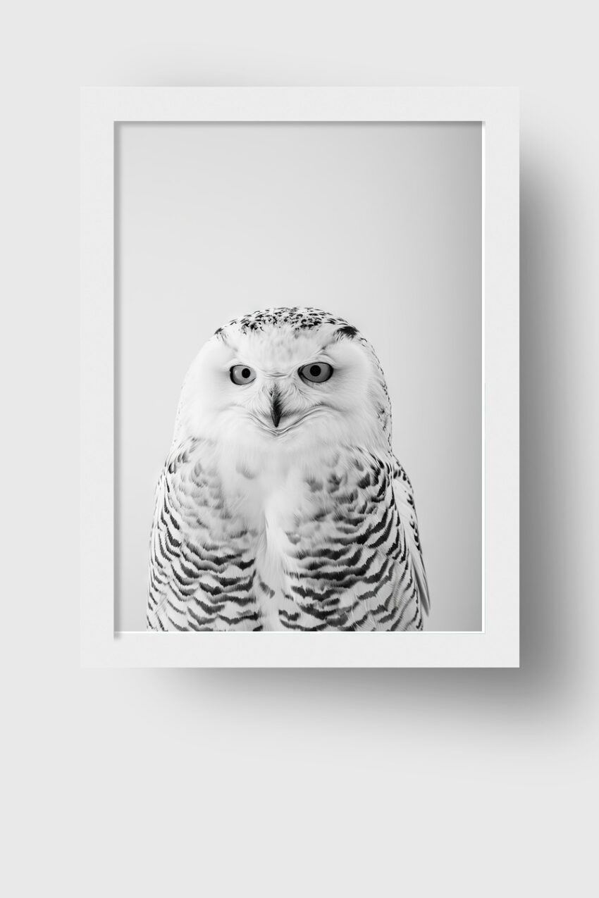 Fotografie Poster Schnee-Eule Porträt schwarz-weiß