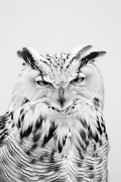 Eule Nahaufnahme Leinwandbild