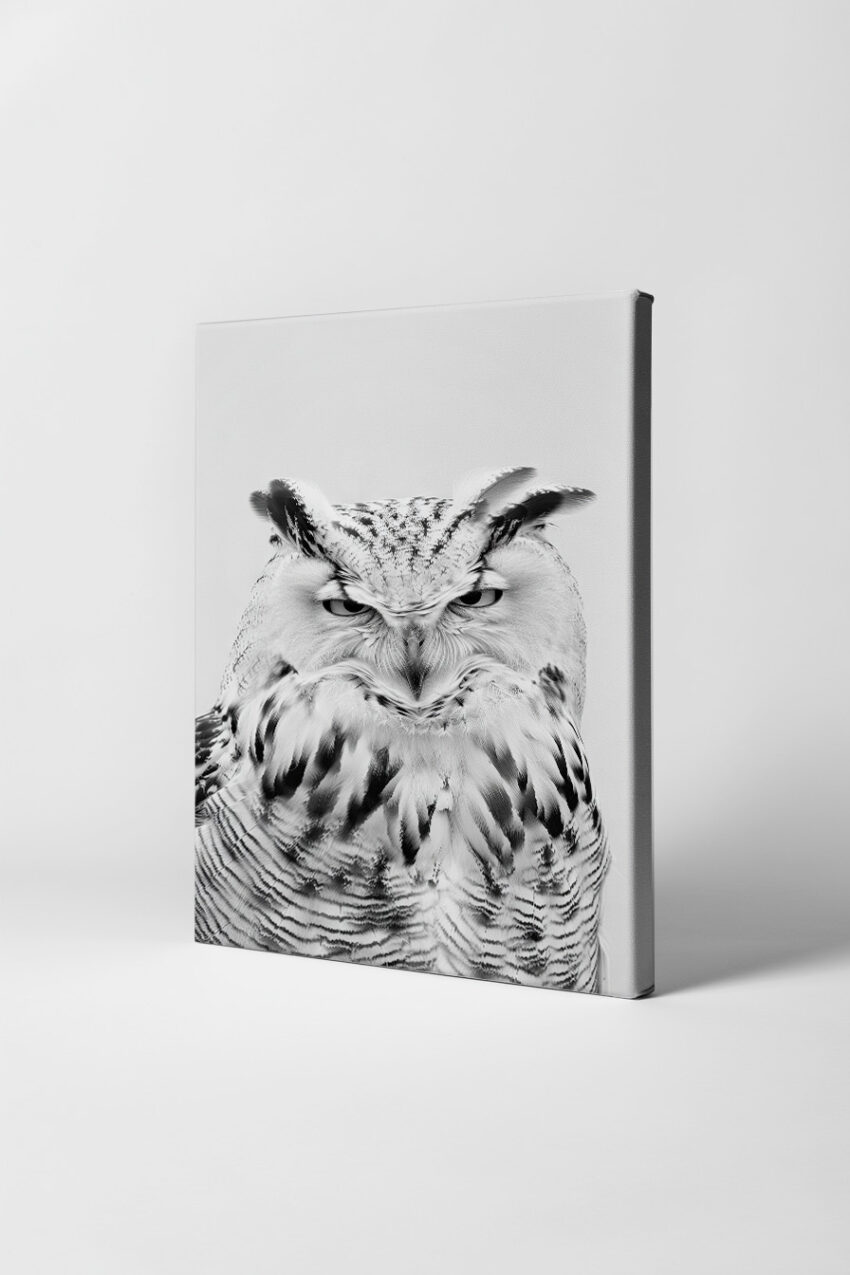 Fotografie Poster Eule Nahaufnahme monochrom weiß schwarz