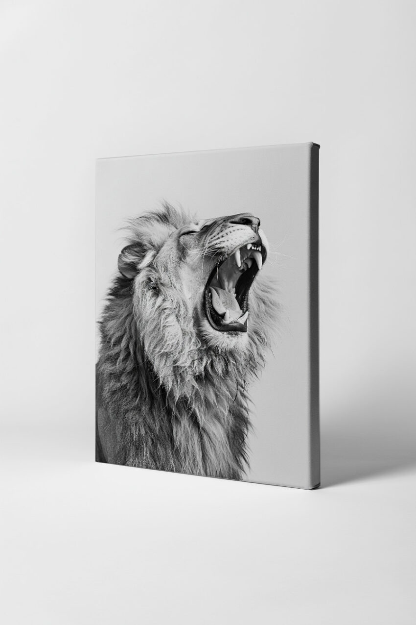 Fotografie Poster Löwe gähnend schwarz-weiß