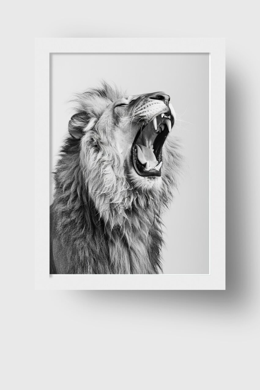 Fotografie Poster Löwe gähnend schwarz-weiß