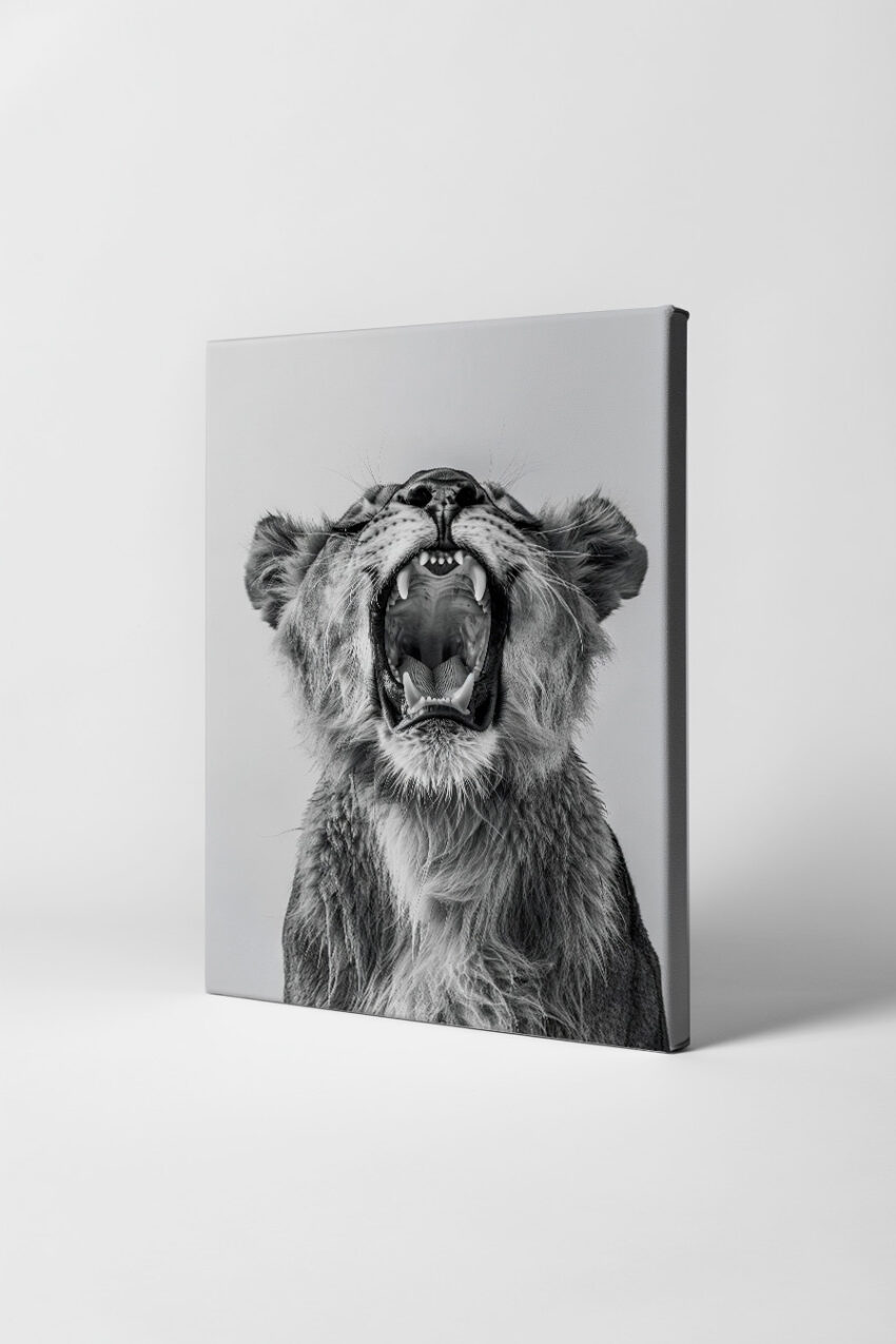 Fotografie Poster Löwe jung schwarz-weiß Nahaufnahme