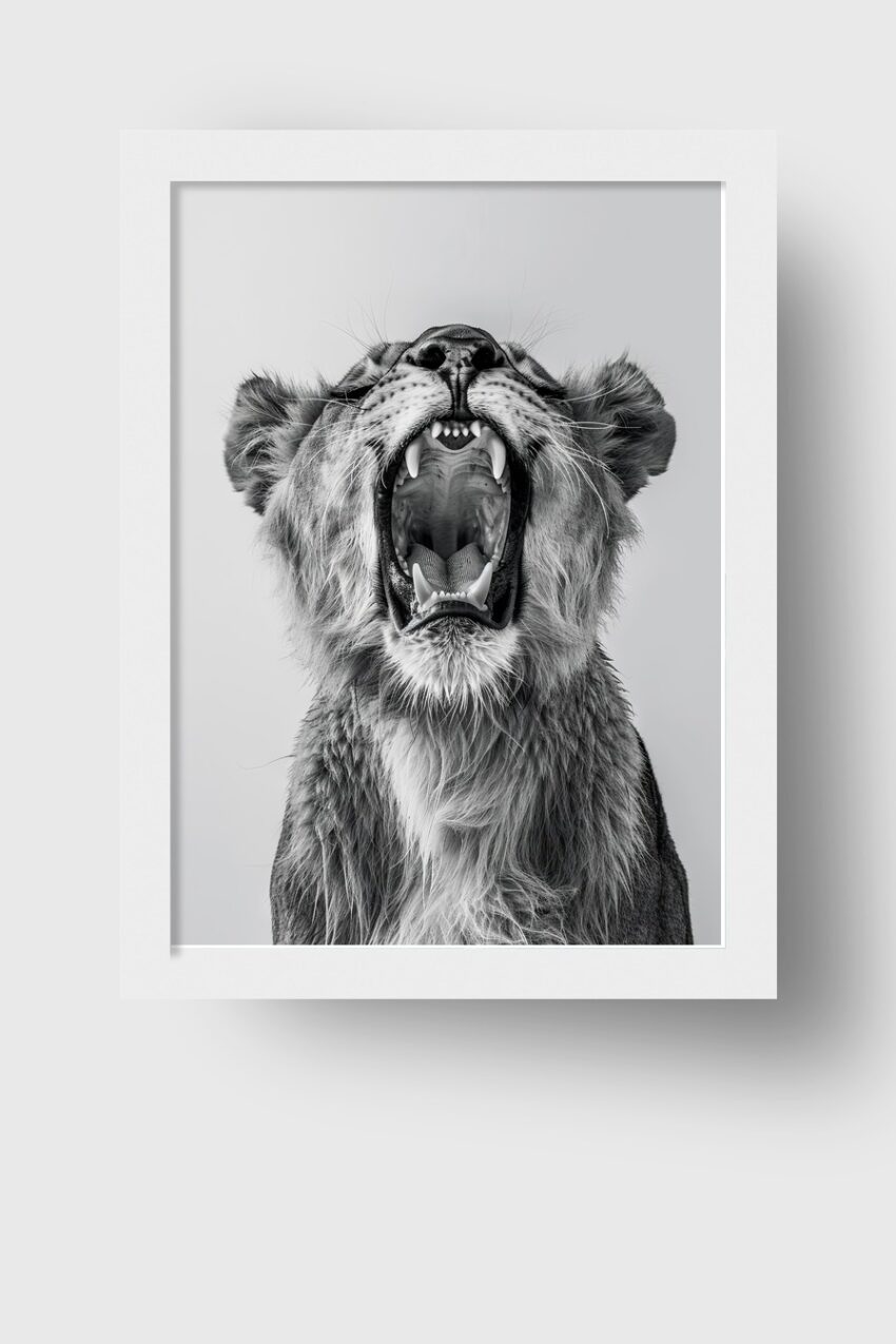 Fotografie Poster Löwe jung schwarz-weiß Nahaufnahme