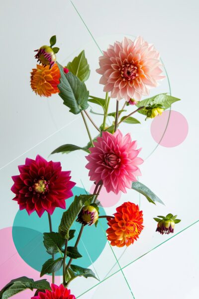 Dahlien Farbmix Leinwandbild