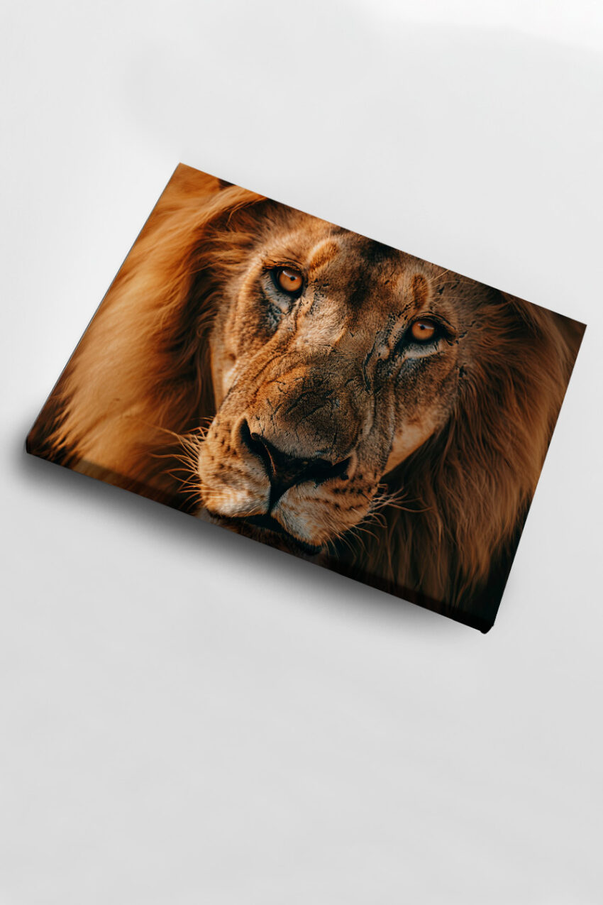 Fotografie Poster Löwe Portrait braun intensiv