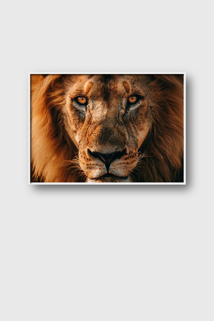 Fotografie Poster Löwe Portrait braun intensiv