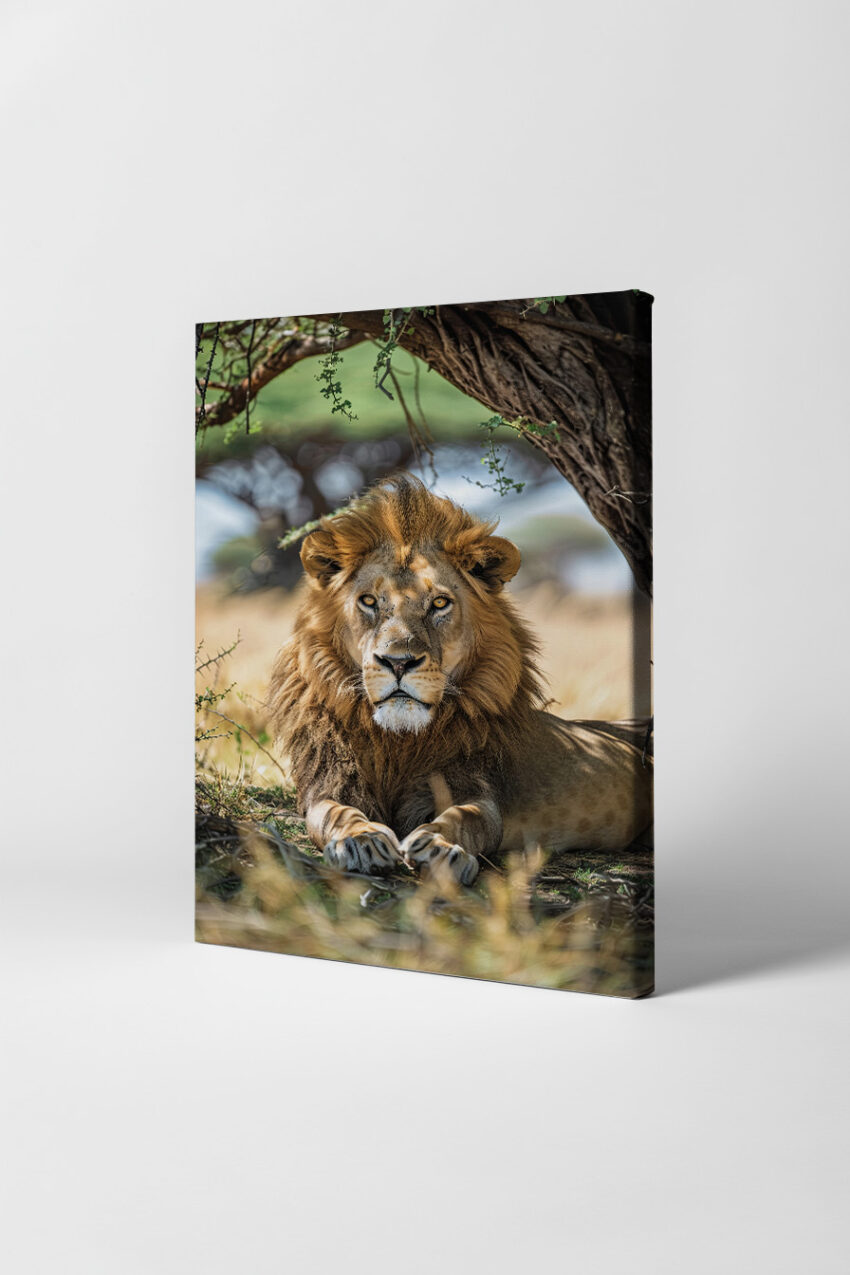 Fotografie Poster Löwe männlich liegend Schatten