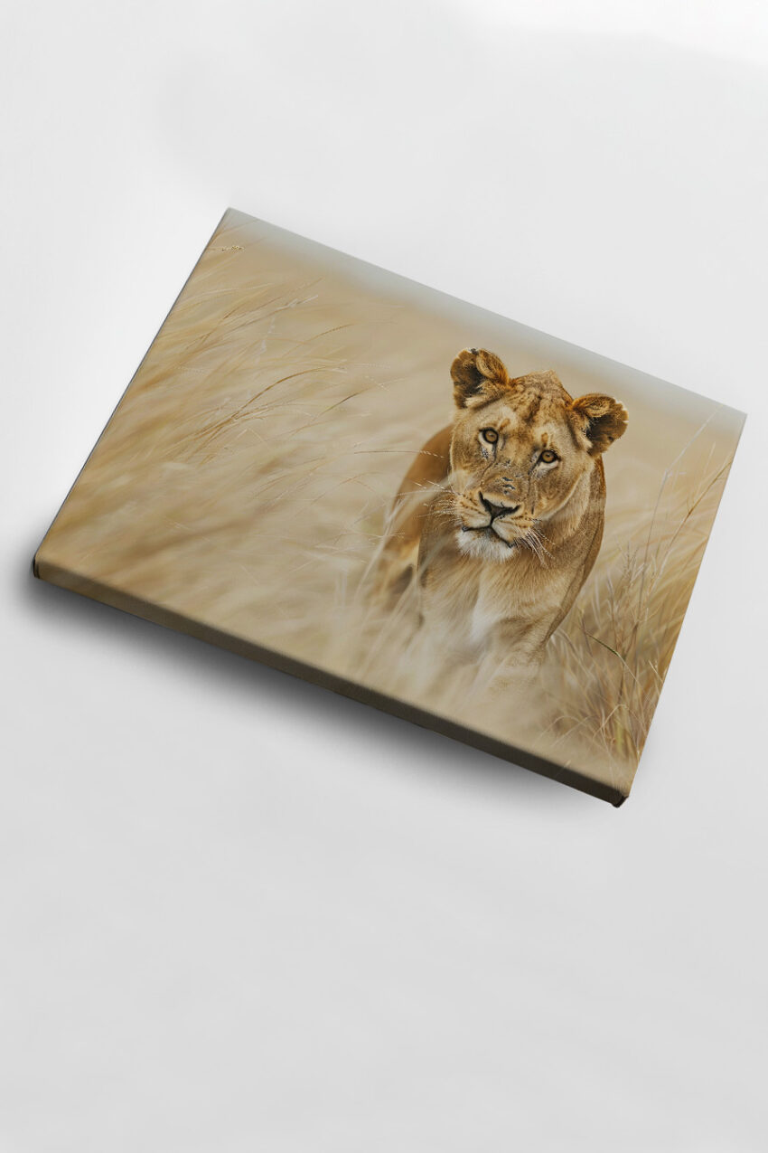 Fotografie Poster Löwin Gras Savanne Braun