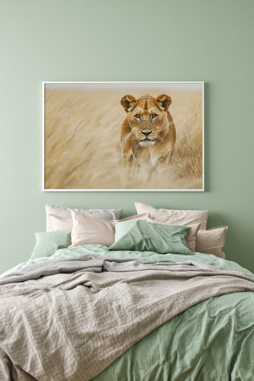 Fotografie Poster Löwin Gras Savanne Braun