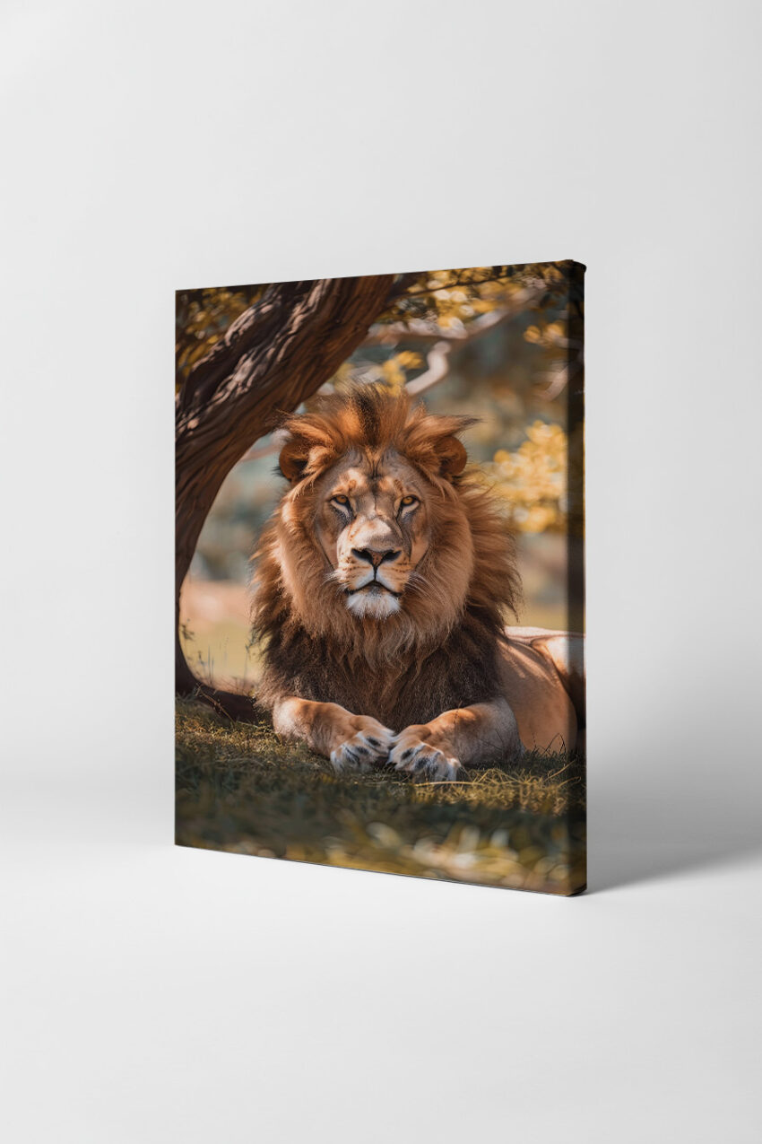 Fotografie Poster Löwe liegend warmes Licht