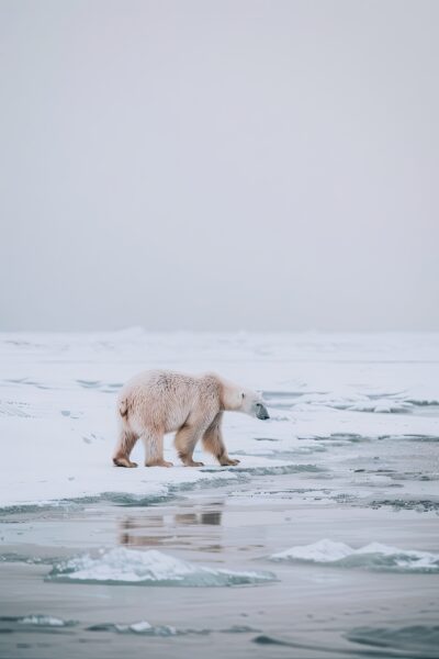 Eisbär wandernd Eis Leinwandbild