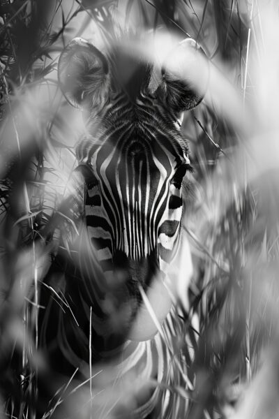 Zebra im Gras Gerahmt