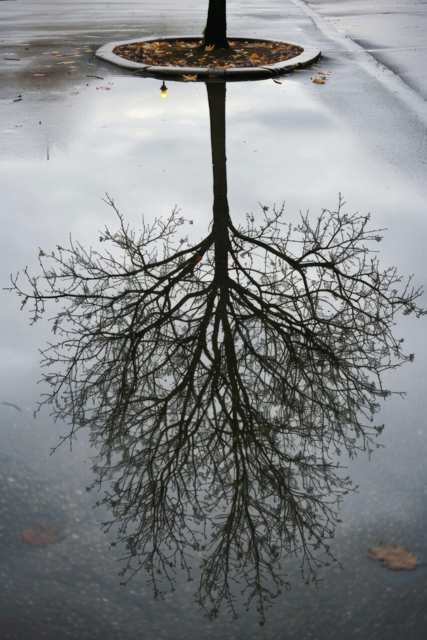 Fotografie Poster Baum Spiegelung klar schwarz-weiß