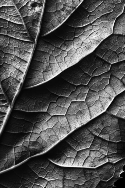 Blattstruktur Makro Leinwandbild