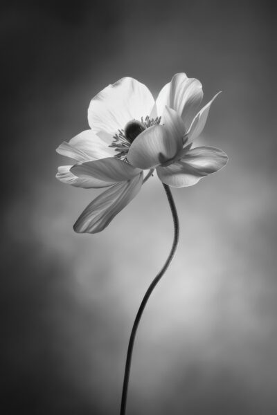 Anemone Schwarz-weiß Poster