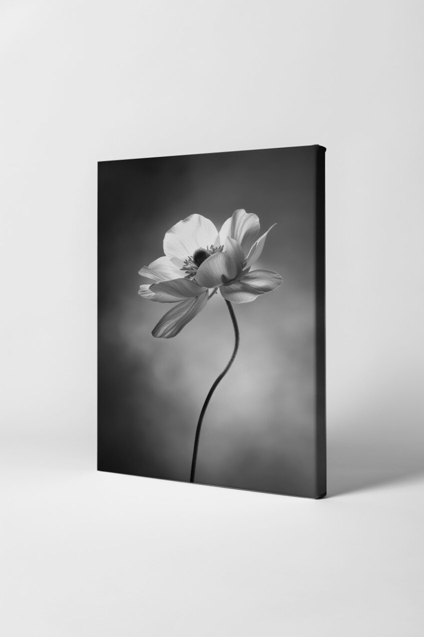Fotografie Poster Anemone schwarz-weiß minimalistisch