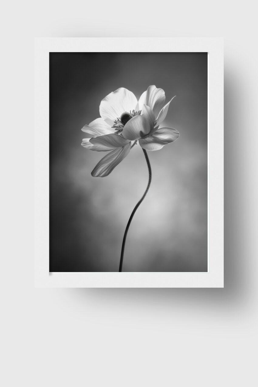 Fotografie Poster Anemone schwarz-weiß minimalistisch