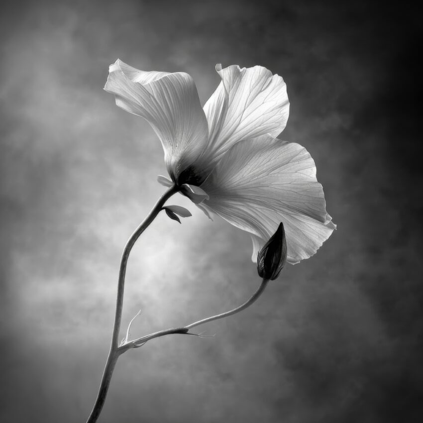 Fotografie Poster Hibiskus schwarz-weiß Gegenlicht Detail