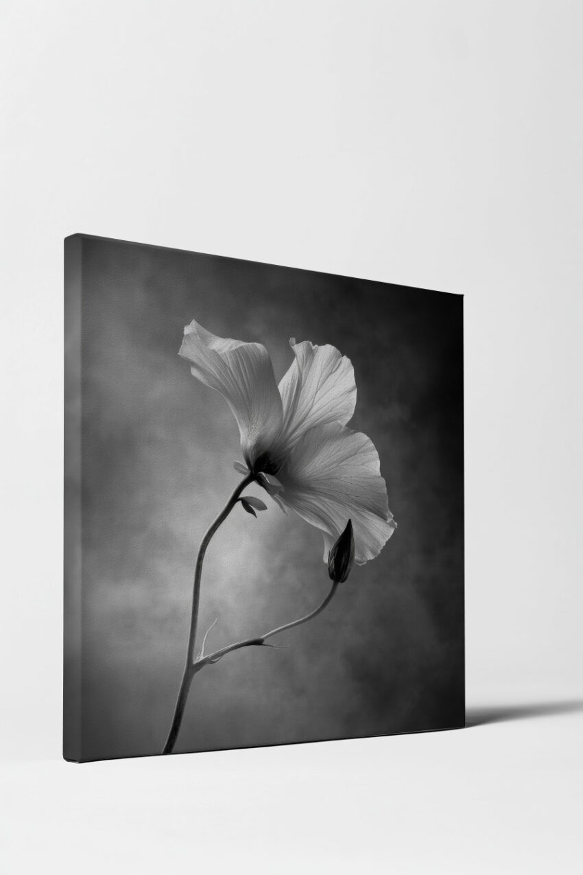 Fotografie Poster Hibiskus schwarz-weiß Gegenlicht Detail