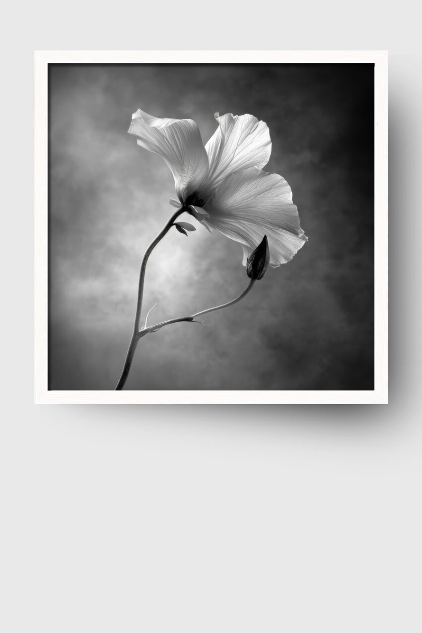 Fotografie Poster Hibiskus schwarz-weiß Gegenlicht Detail