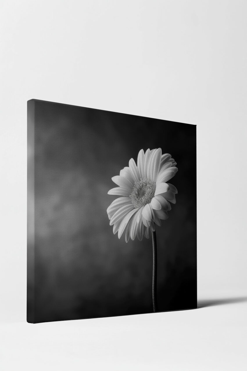 Fotografie Poster Gerbera schwarz-weiß Nahaufnahme minimalistisch