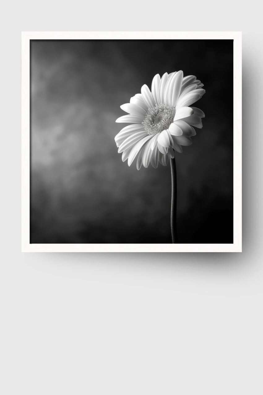Fotografie Poster Gerbera schwarz-weiß Nahaufnahme minimalistisch