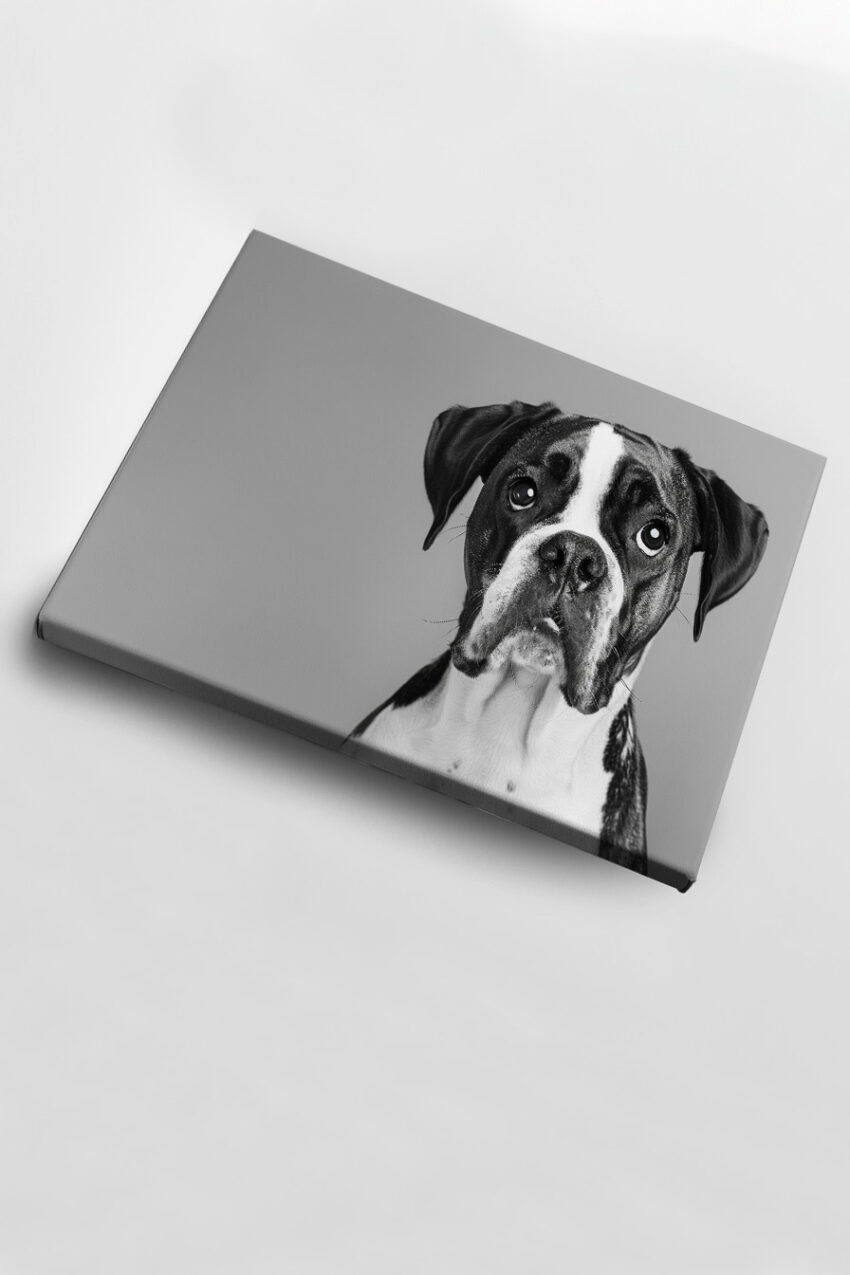Fotografie Poster Boxer Hund schwarz-weiß nahaufnahme