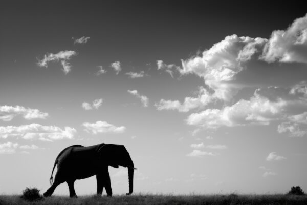 Elefant Silhouette Leinwandbild