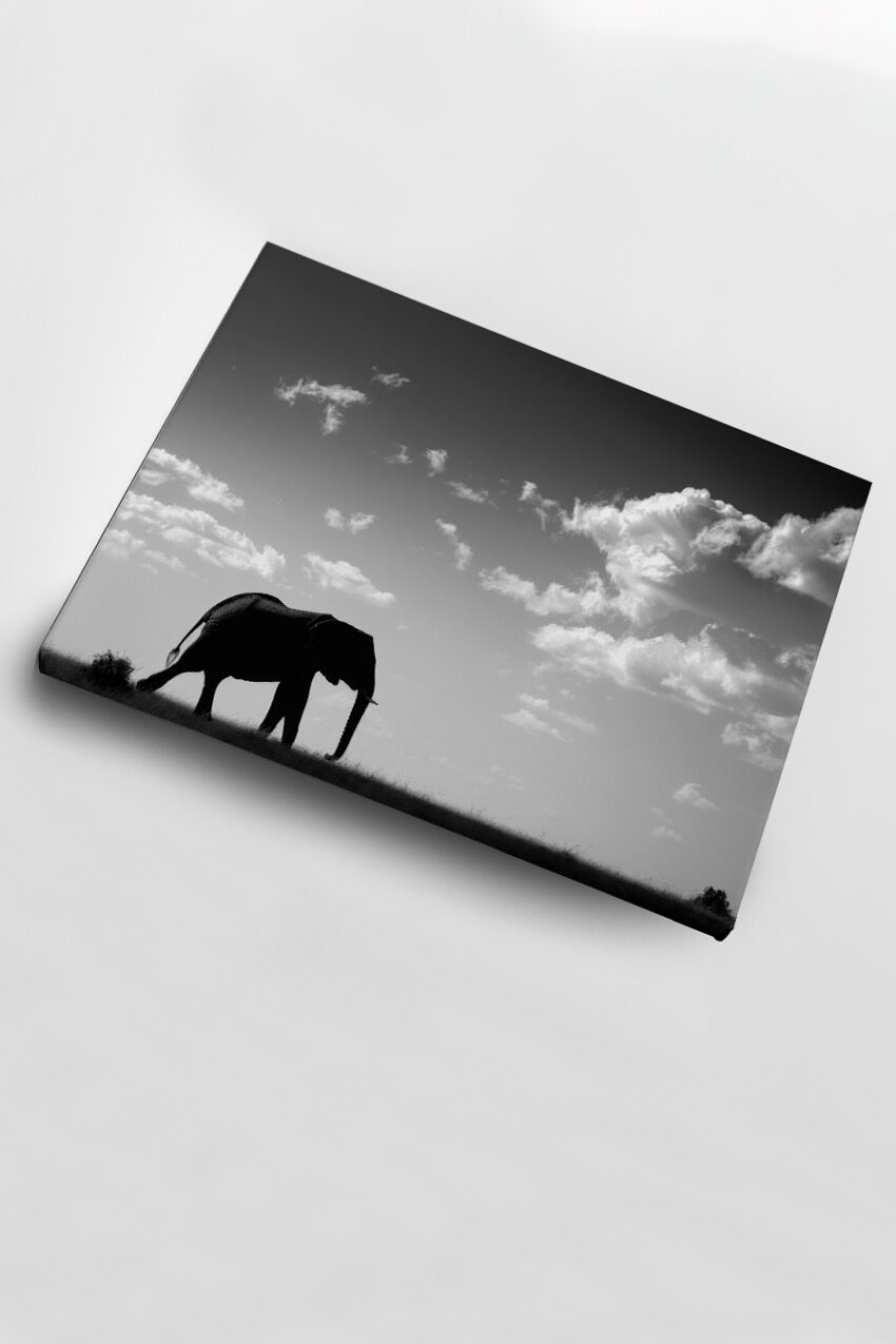 Fotografie Poster Elefant Silhouette schwarz-weiß Himmel