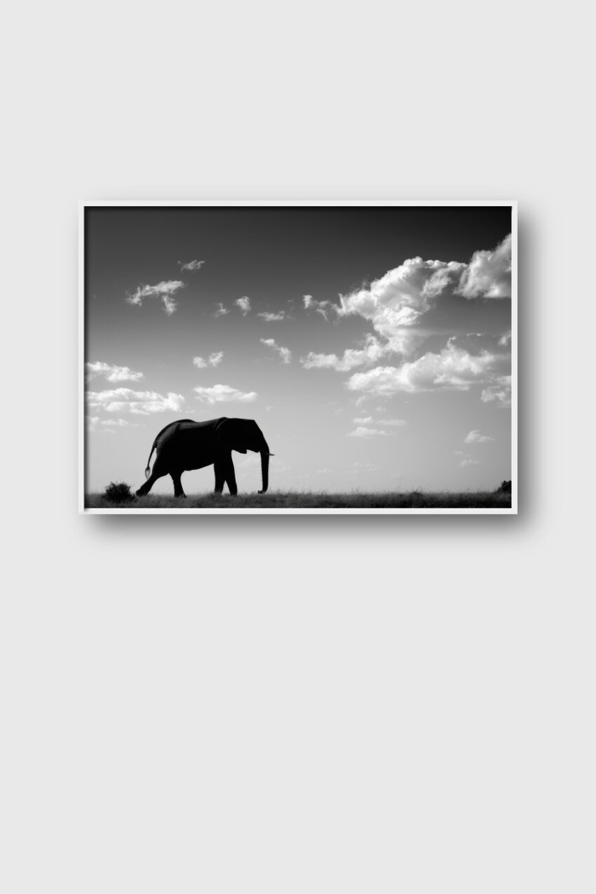 Fotografie Poster Elefant Silhouette schwarz-weiß Himmel