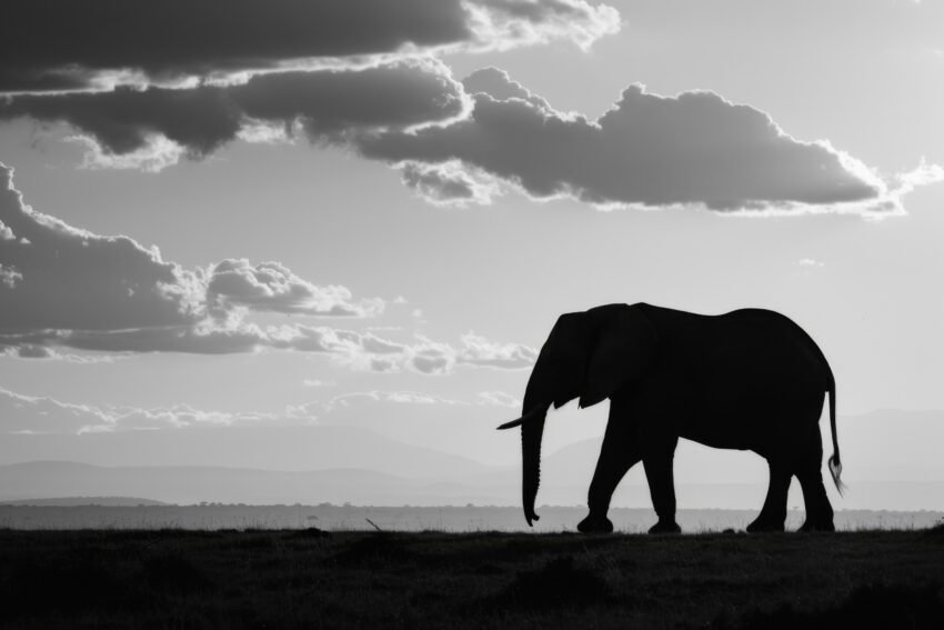 Fotografie Poster Elefant Silhouette schwarz-weiß