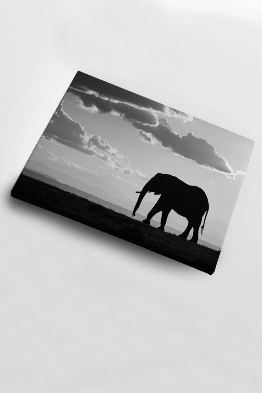 Fotografie Poster Elefant Silhouette schwarz-weiß