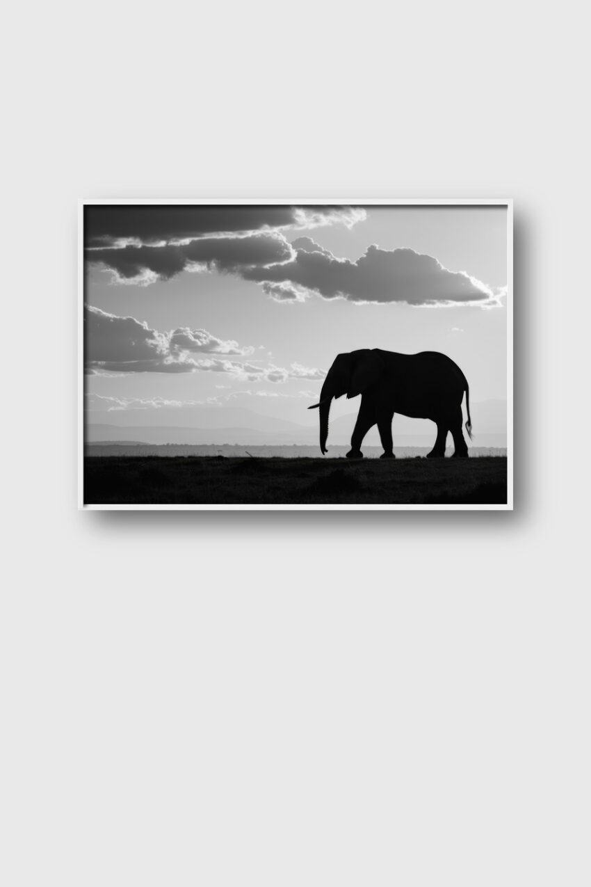 Fotografie Poster Elefant Silhouette schwarz-weiß