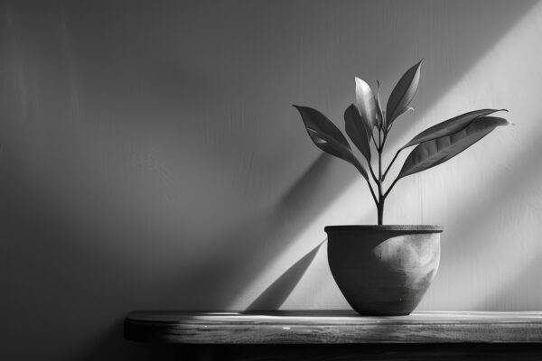 Pflanze im Schattenlicht Leinwandbild