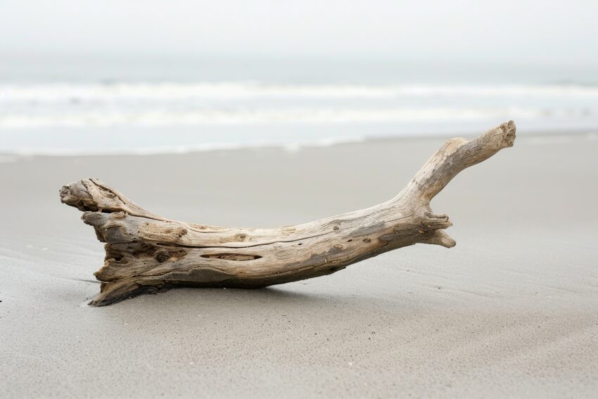 Fotografie Poster Treibholz Strand Sand naturfarben