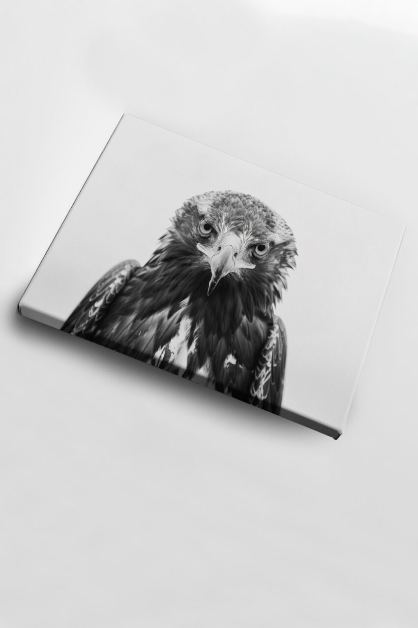 Fotografie Poster Adler Blick Schwarz-Weiß intensiv