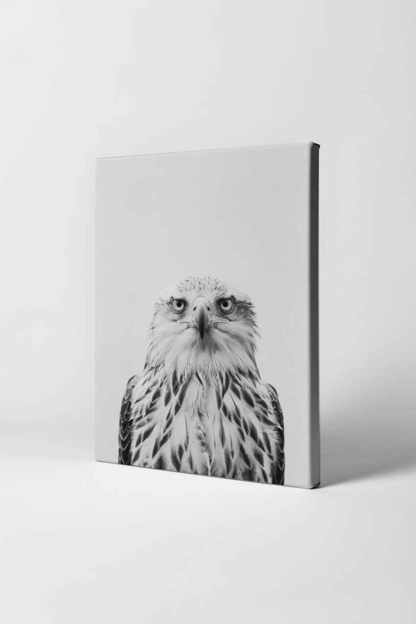 Fotografie Poster Adler intensiver Blick schwarz-weiß