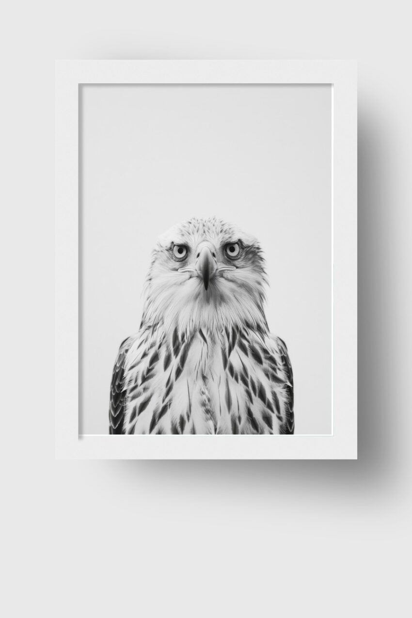 Fotografie Poster Adler intensiver Blick schwarz-weiß